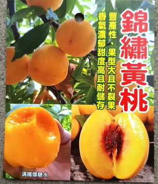 錦繡黃桃（嫁接苗，售價300元）