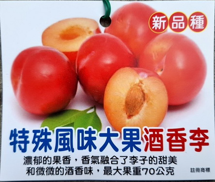 大果酒香李（嫁接苗，特價300元）