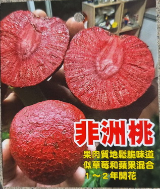 非洲桃／草莓甜心果（.-小苗- .售價700元）