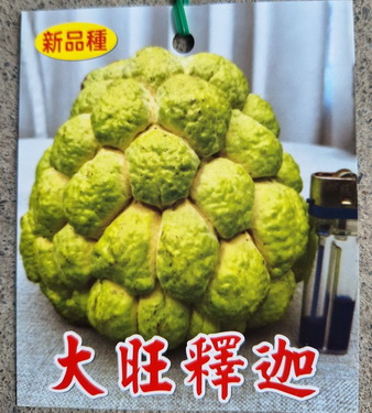 大旺釋迦（嫁接苗，特價300元）