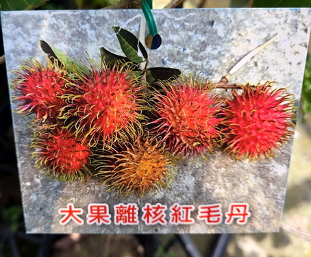 大果離合紅毛丹（嫁接苗，售價1000元）