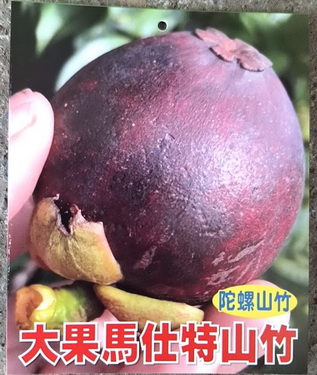 大果馬斯特山竹（小苗）(實生苗，售價1000元)