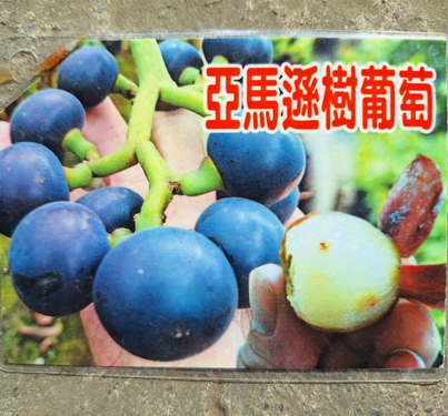 亞馬遜樹葡萄(實生苗，售價3000元)