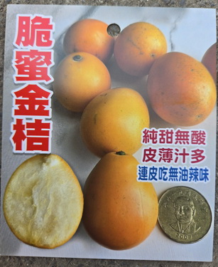 脆蜜金桔（嫁接苗，售價500元）