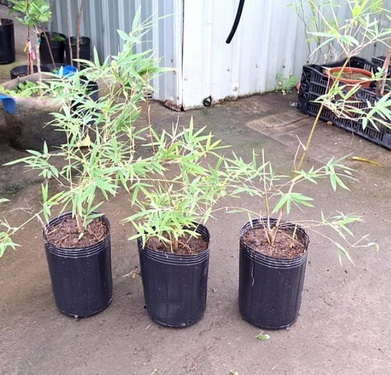 實心竹（售價800元）