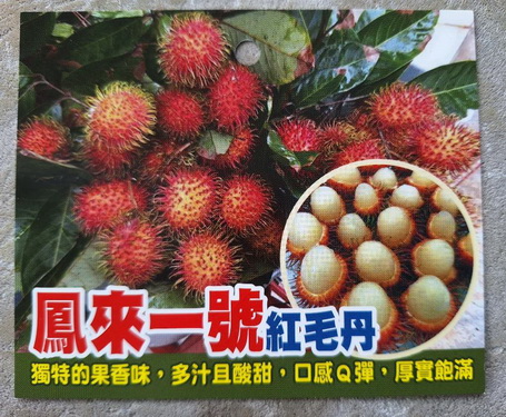 鳳來一號紅毛丹（嫁接苗.售價1000元）