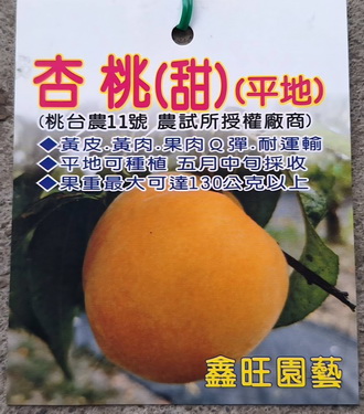 杏桃大果（甜）（平地）（嫁接苗，售價700元）