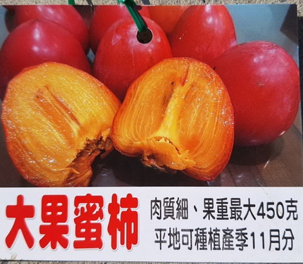 大果蜜柿（嫁接苗，售價250元）