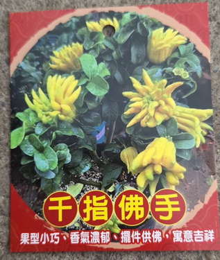 千指佛手（嫁接苗.售價1200元）