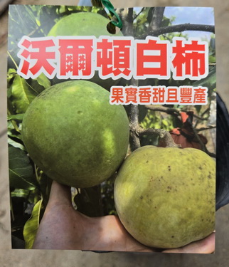 沃爾頓白柿(嫁接苗)