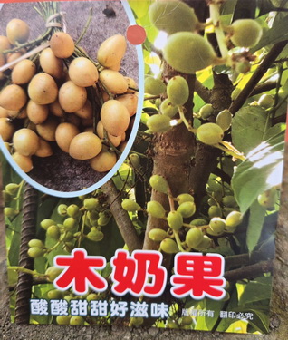 木乃果（嫁接苗）