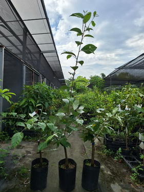 德甜2號羊奶果（嫁接苗，售價1200元）