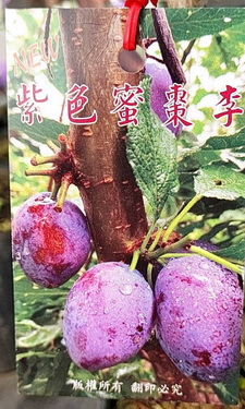 紫色蜜棗李(嫁接苗，售價350元)