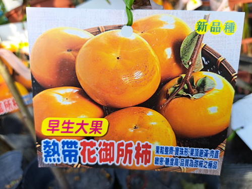 熱帶花御所柿（嫁接苗，售價350元）