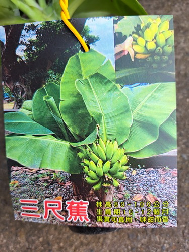 三尺香蕉（實生苗，售價200元）