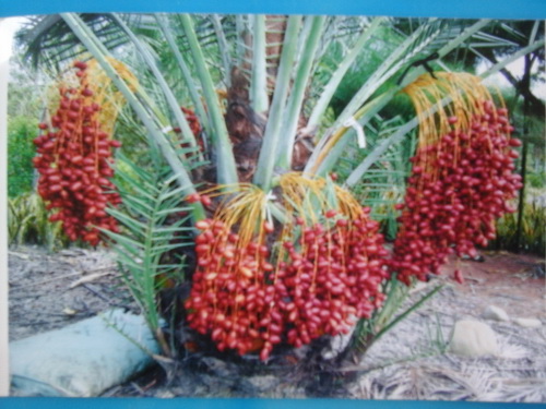 中東椰棗(小苗十棵送一棵)（實生苗.售價200元）