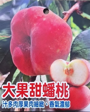 大果甜蟠桃(嫁接苗.售價350元)